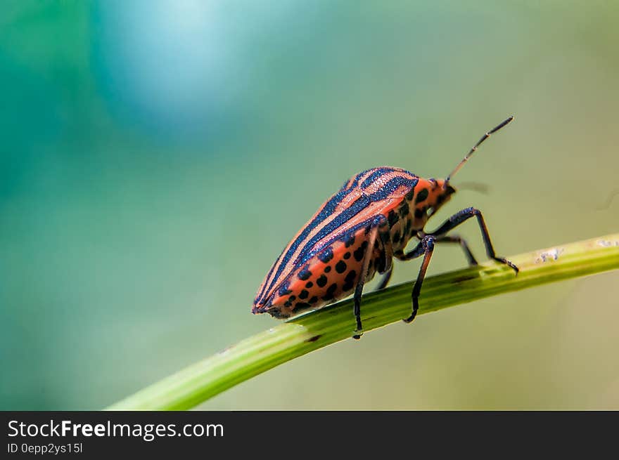 Orange and Black Insect