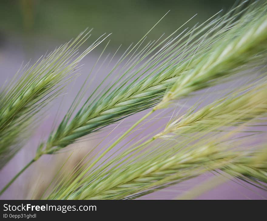 Close up of green cereal grass seeds. Close up of green cereal grass seeds.