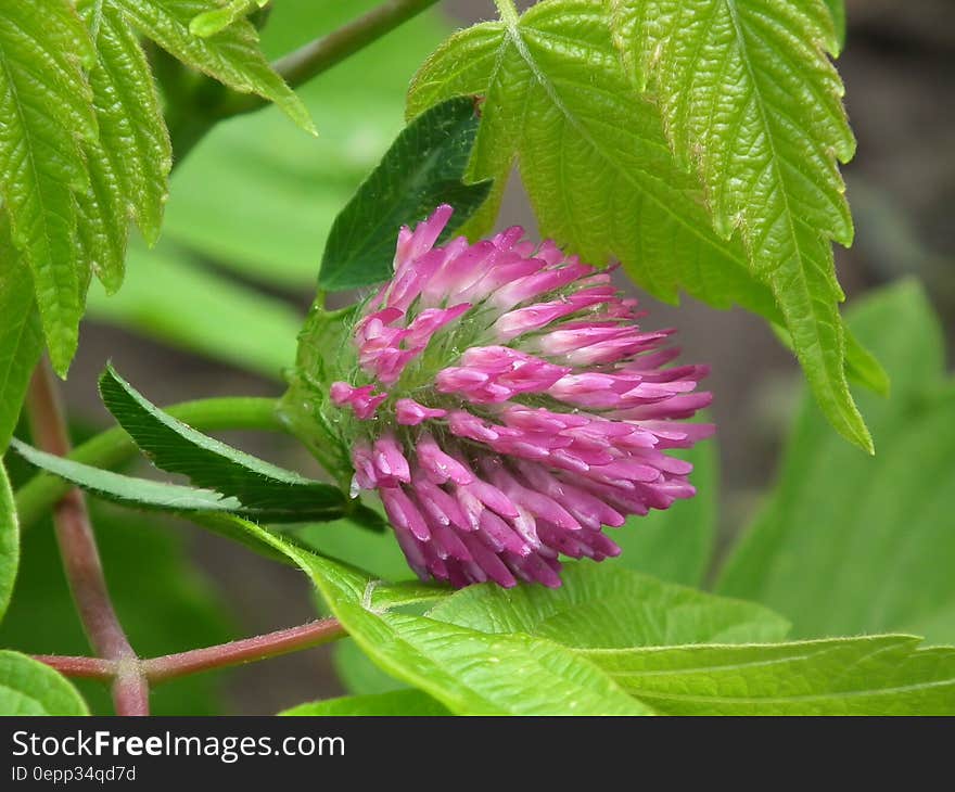 Green Leaf and Pink Unbloom Petal