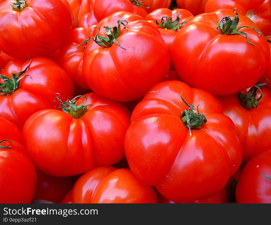 Red Tomato Bundle