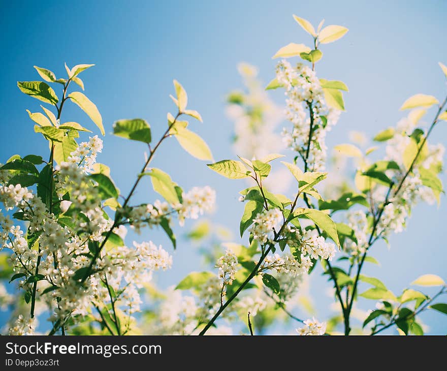 Close up of flowering branches with green leaves against blue skies on sunny day.