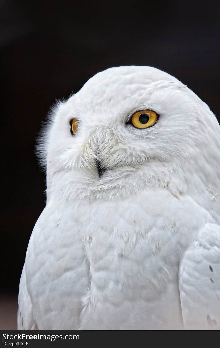 White Owl