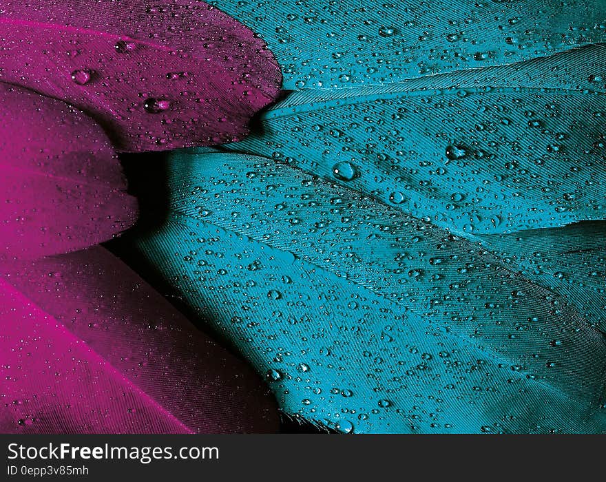 Close up of blue and purple feathers with water drops. Close up of blue and purple feathers with water drops.