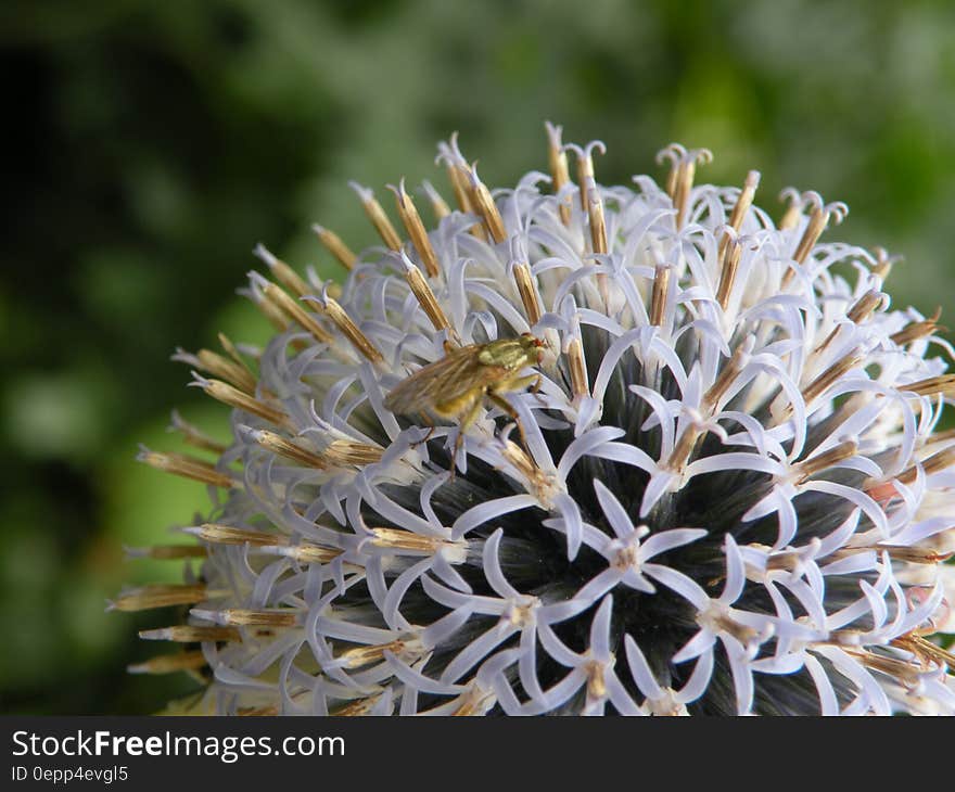 White Petaled Flower