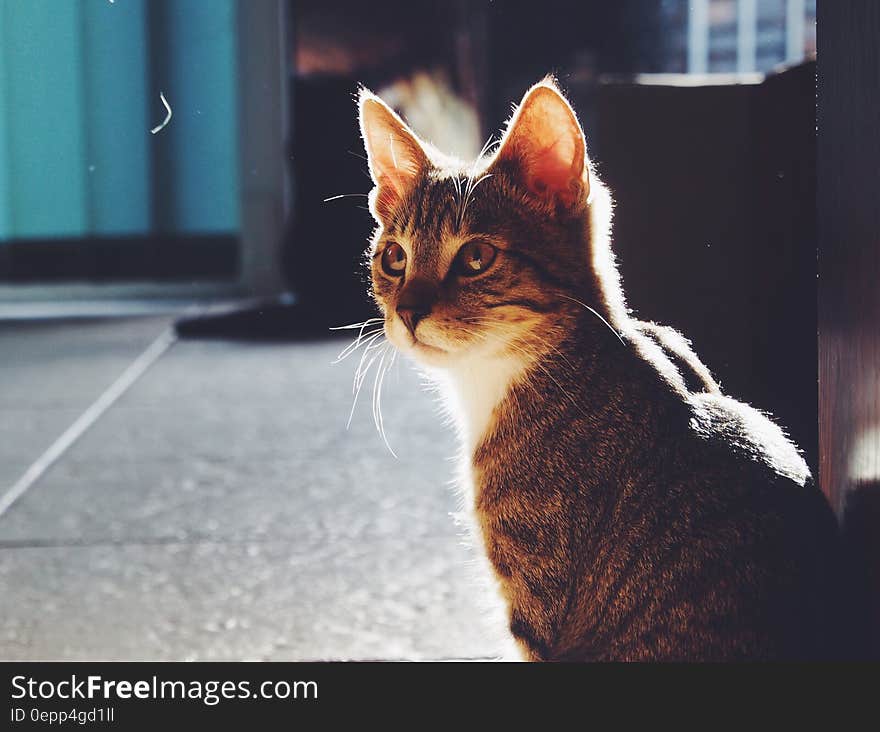 Gray and Black Tabby Cat on Black Floor Panel