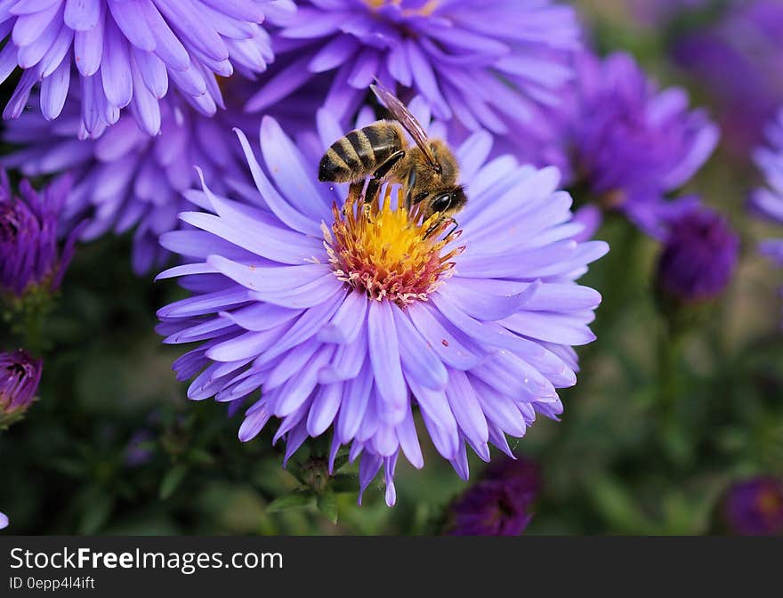 Close Up Photo of Bee on Top of Purple Flower