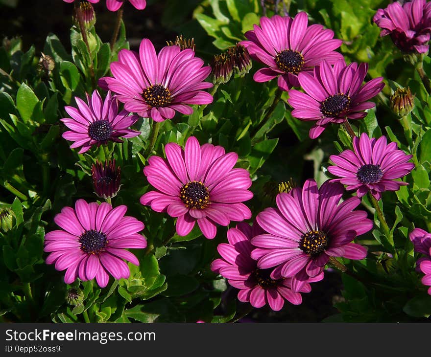 Purple Petal Flowers during Daytime