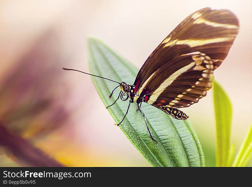 Black Yellow Butterfly on Green Leaf Plant during Daytime