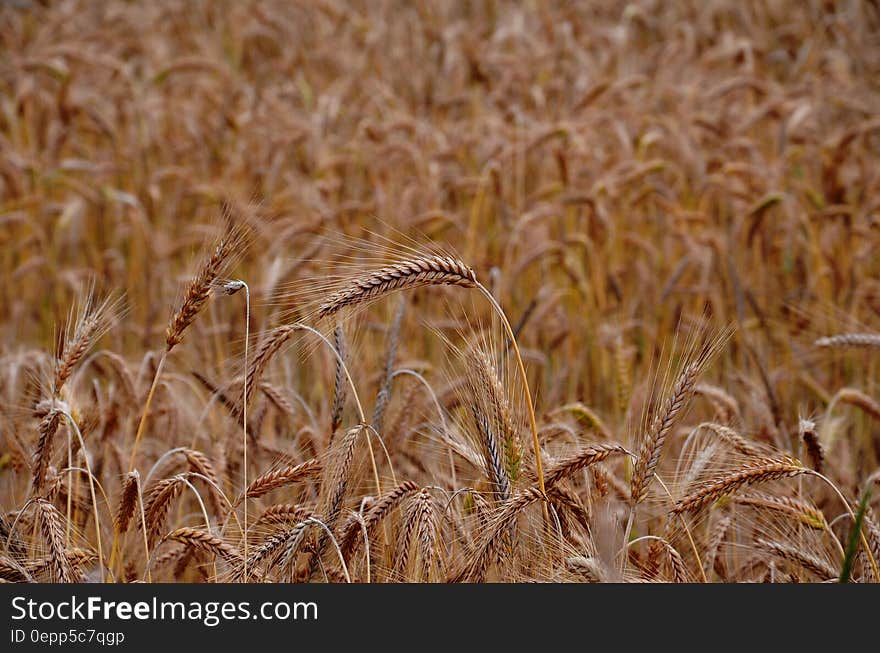 Close up of golden blades of wheat in agricultural field. Close up of golden blades of wheat in agricultural field.