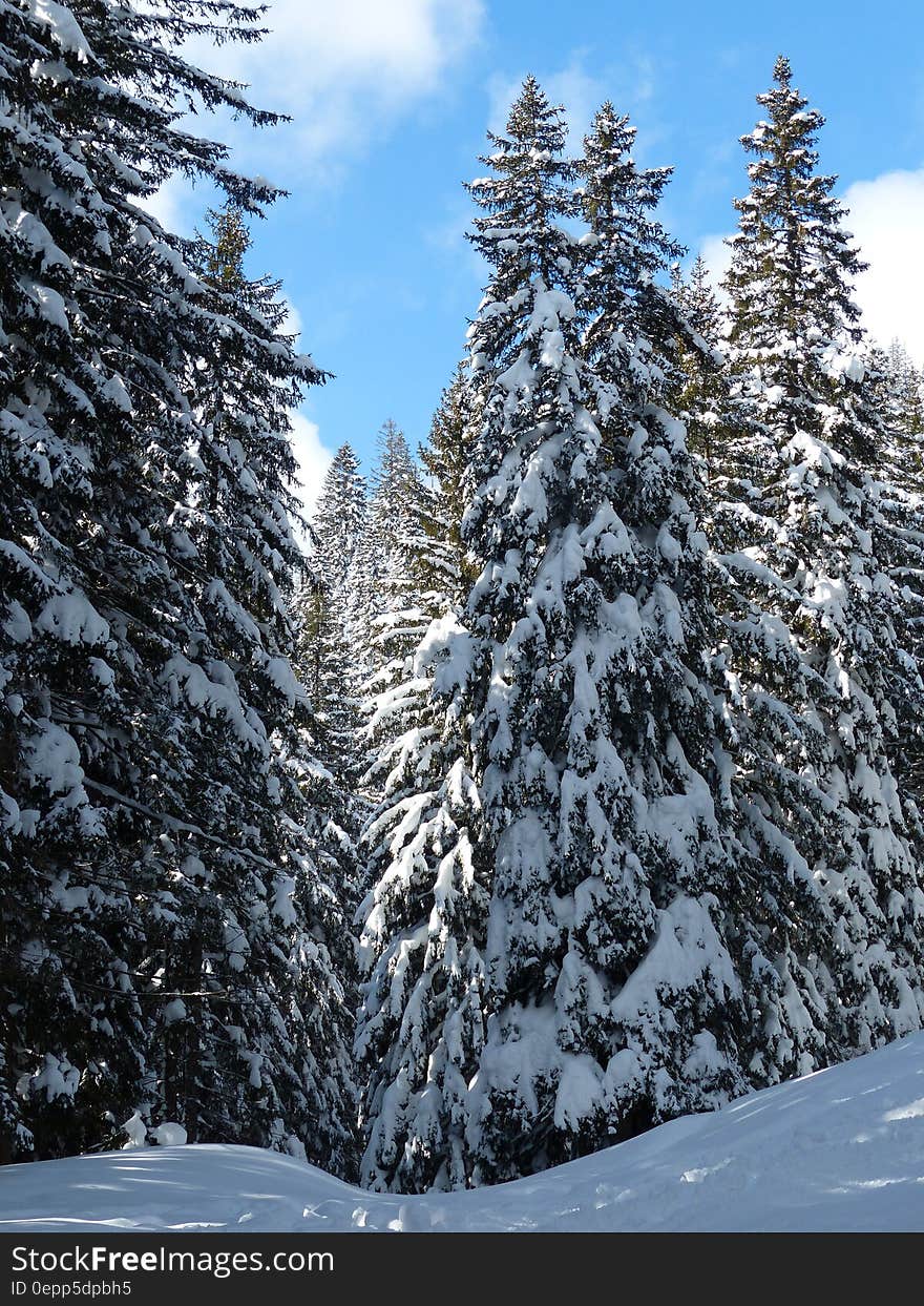 Snow Field With Green Pine Tree Under Blue Sky and White Clouds during Daytime