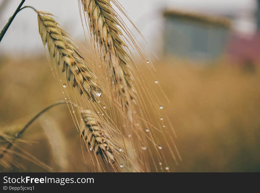 Close up of dew on seed heads on cereal grasses in field. Close up of dew on seed heads on cereal grasses in field.