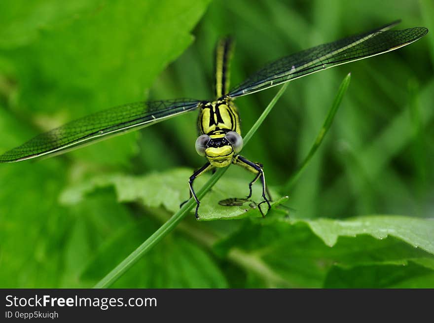 Green Dragon Fly