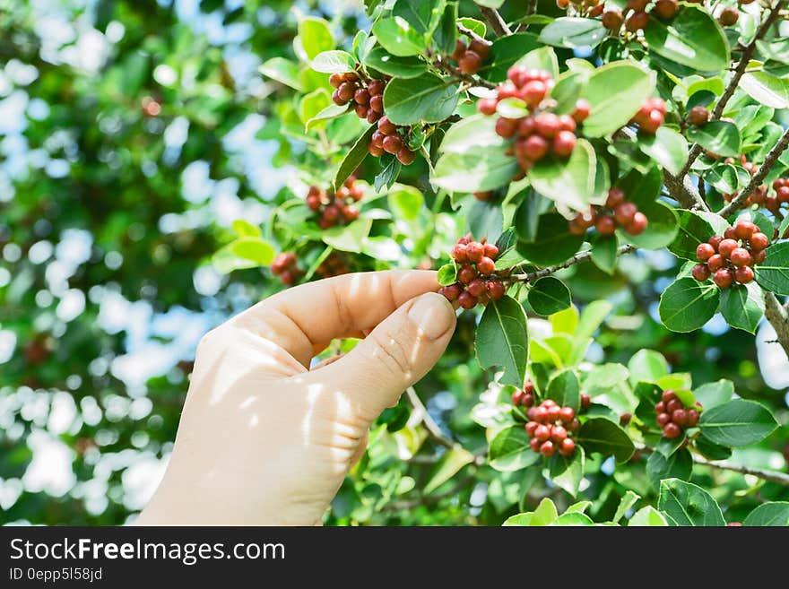 Black Coffee Fruit Picked during Daytime