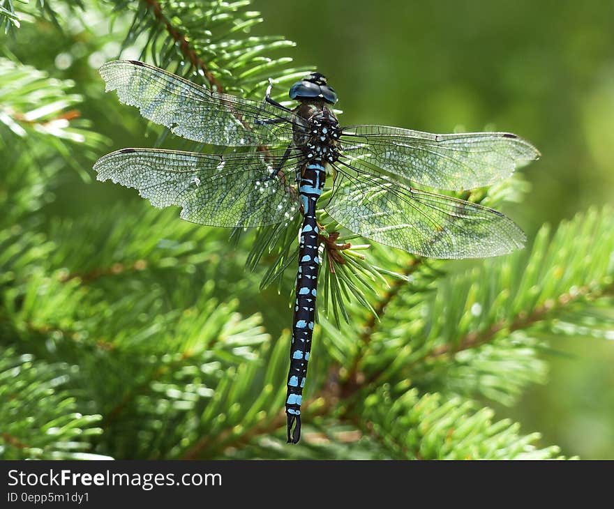 Black Blue and White Dragonfly