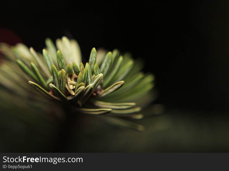 Green Leaf Plant