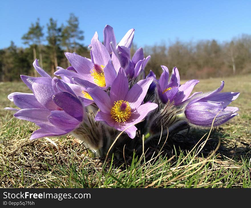 Purple Multi Petal Flower on Grass