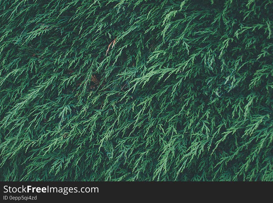 Abstract background close up of green pine branches on sunny day.