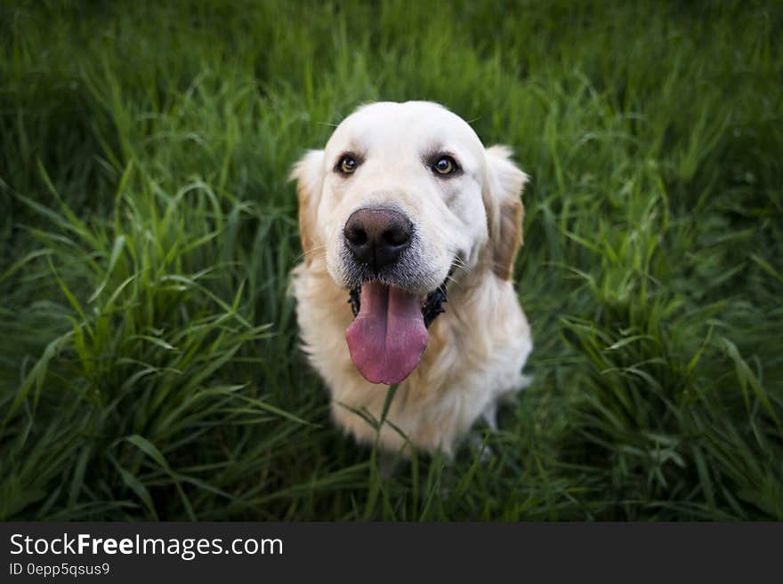 Light Golden Retriever Sitting on Green Grass during Daytime