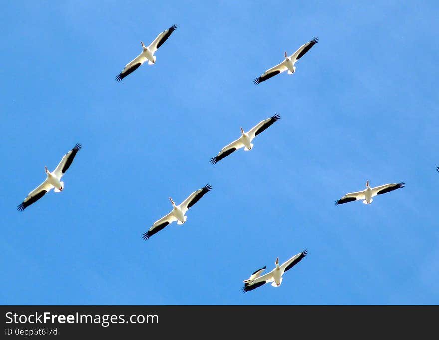 White and Black Bird Gliding during Blue Sky