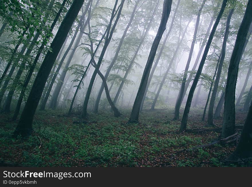 Thick fog in forest with sunlight. Thick fog in forest with sunlight.