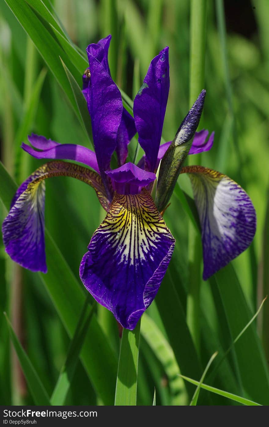 Close Up Photo of Purple Broad Petal Flower