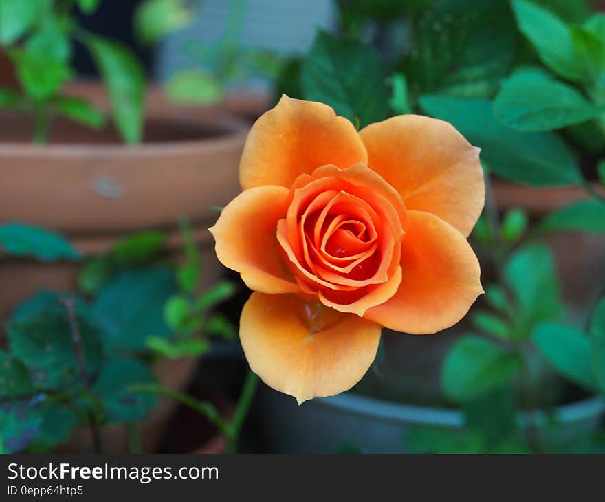 Orange Flower