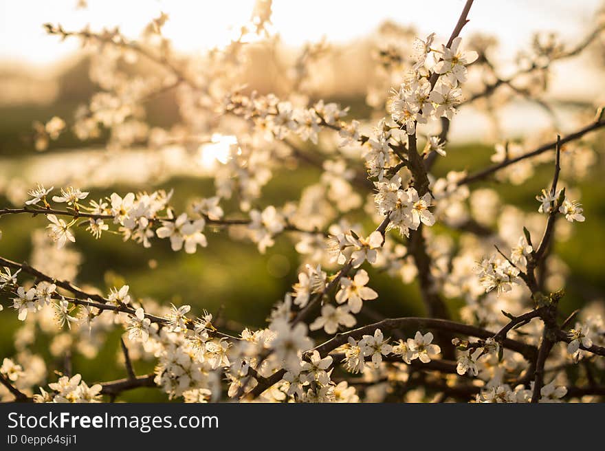 Sunlight on blooming branches in spring garden. Sunlight on blooming branches in spring garden.