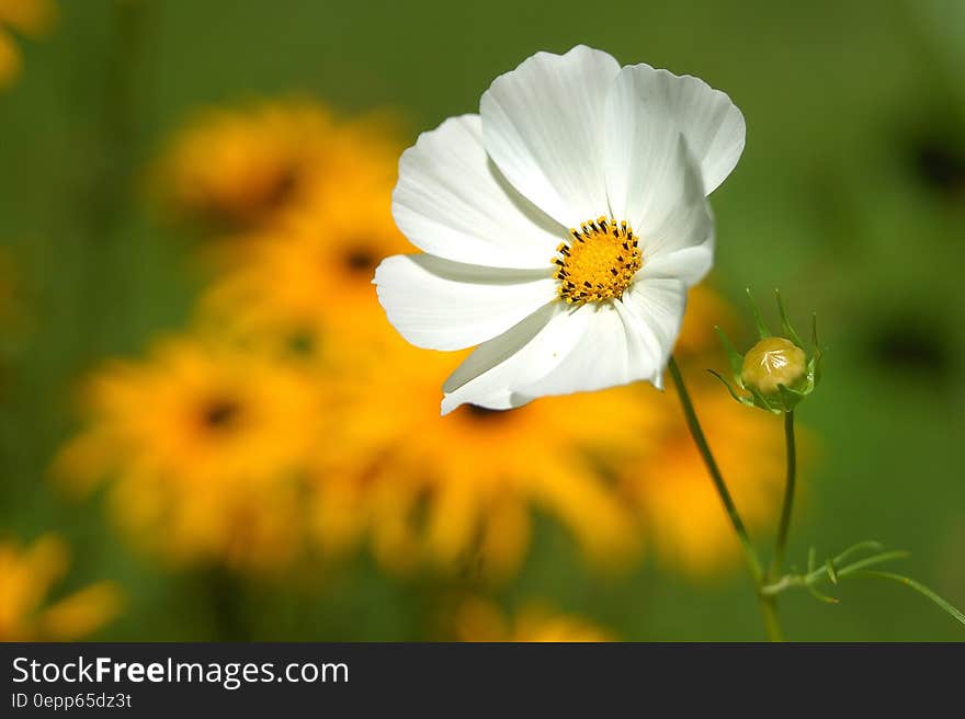 White Petaled Flower Near Yellow Petaled Flower