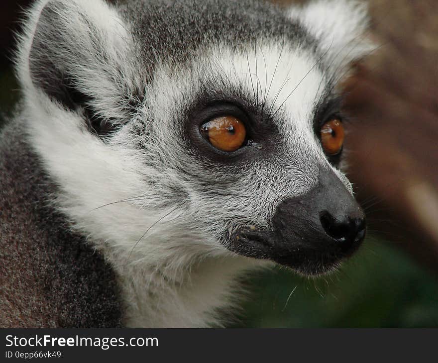 Close Up Photo of Black and White Animal