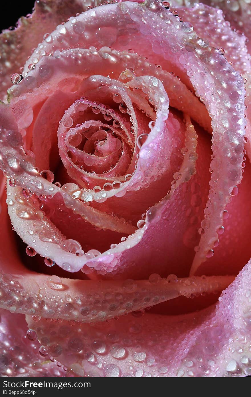 Dew Drops on Pink Rose Flower