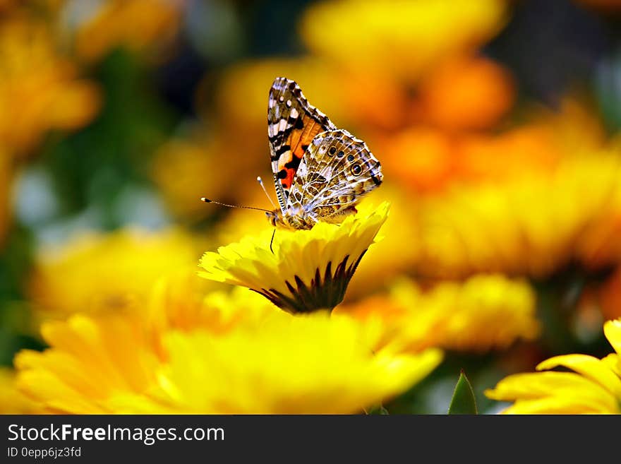 Selective Photo Butterfly on Yellow Petaled Flower during Daytime