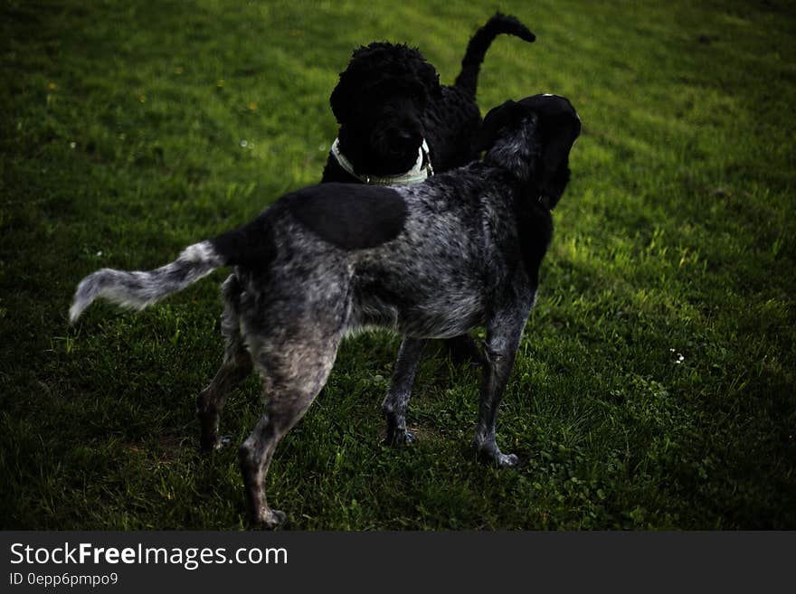 2 Black and Grey Dog on Grass Field during Daytime