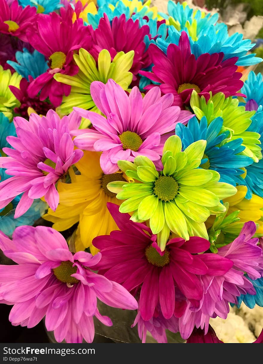 Pink Green Blue Multi Petaled Flowers