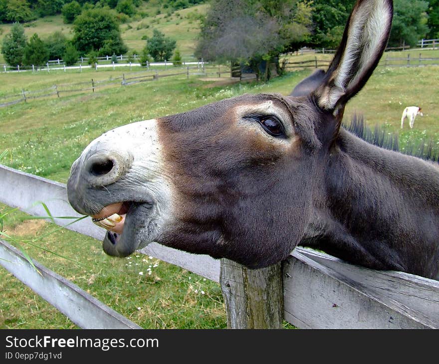 Black and White Donkey Head on a Grey Wooden Fence Nearby Green Grass Field