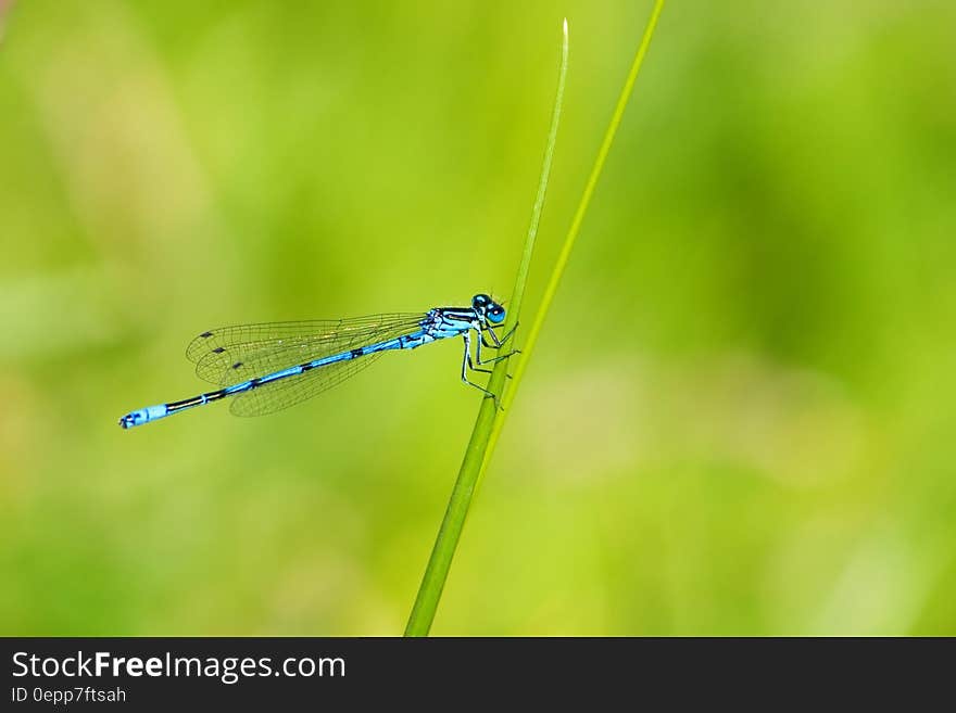 Blue and Black Dragonfly