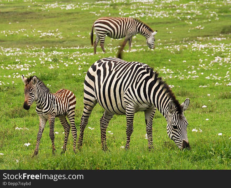 Photo of 3 Zebra on Green Grass Field