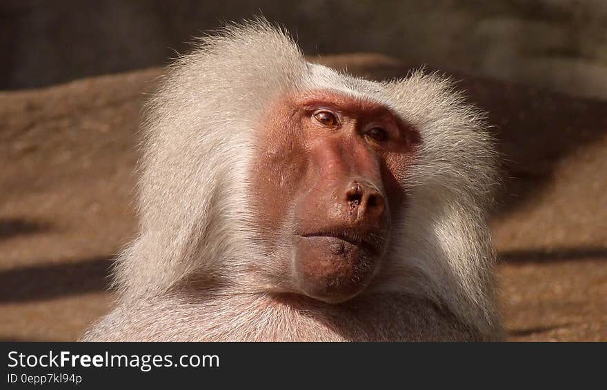 White Coated Baboon