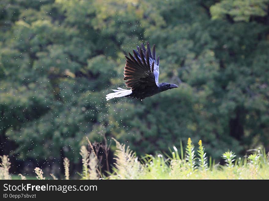 Black Bird Flying Near Green Grass during Daytime