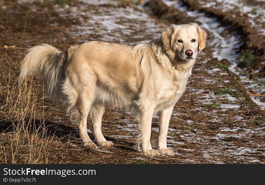 Yellow Labrador Retriever on Green and Brown Grassy Road