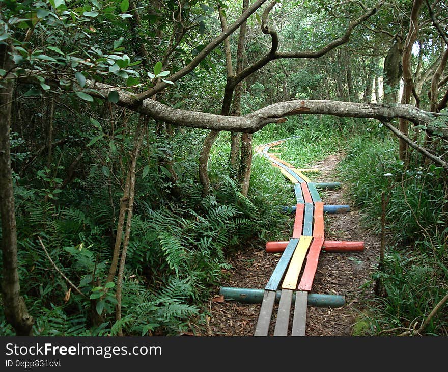 Colorful wooden boards on path through overgrown forest. Colorful wooden boards on path through overgrown forest.