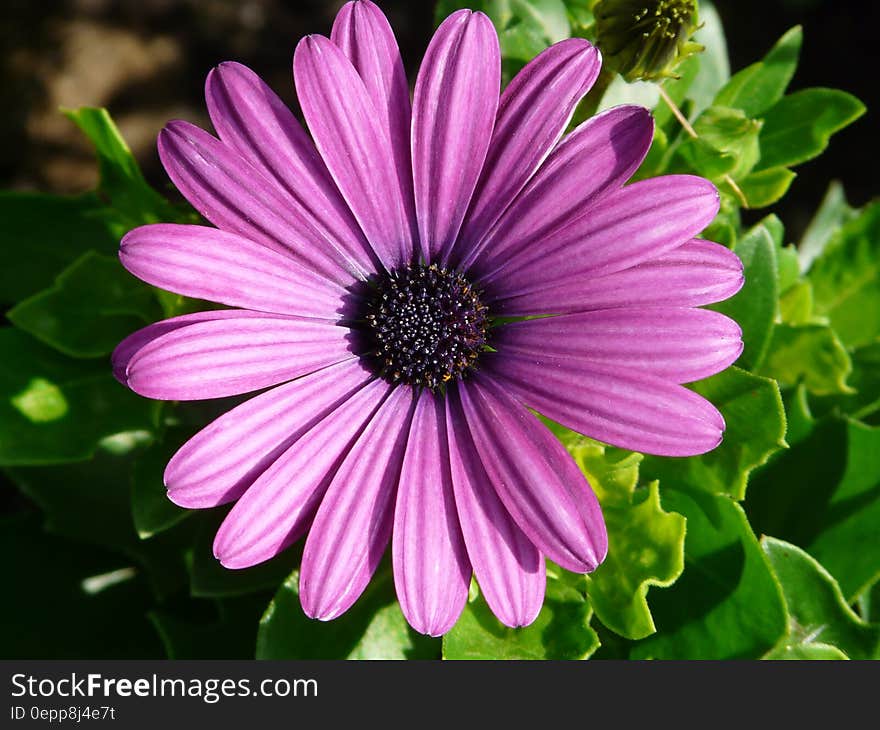 Purple Flower