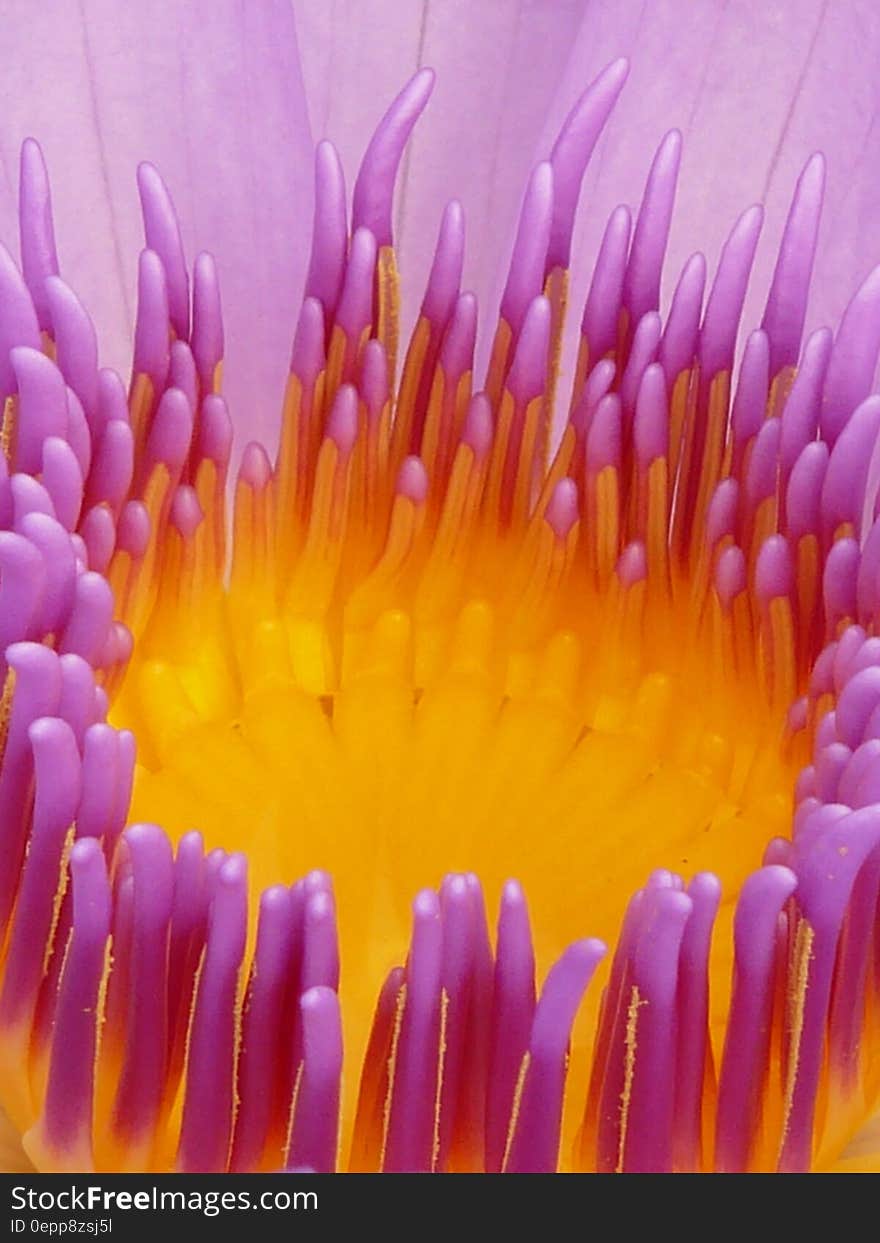 Macro Photo of Flower Pistil