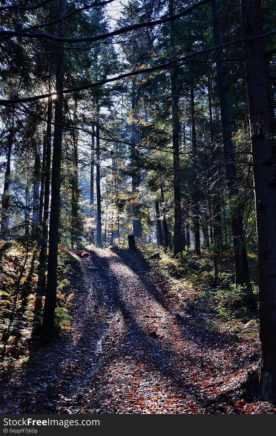 Unpaved Road Between Green Trees at Daytime