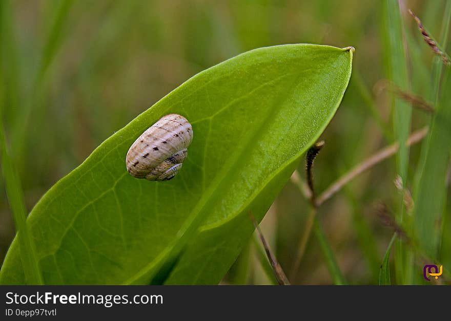 Macro Photo of Brown Snail on Green Leaf