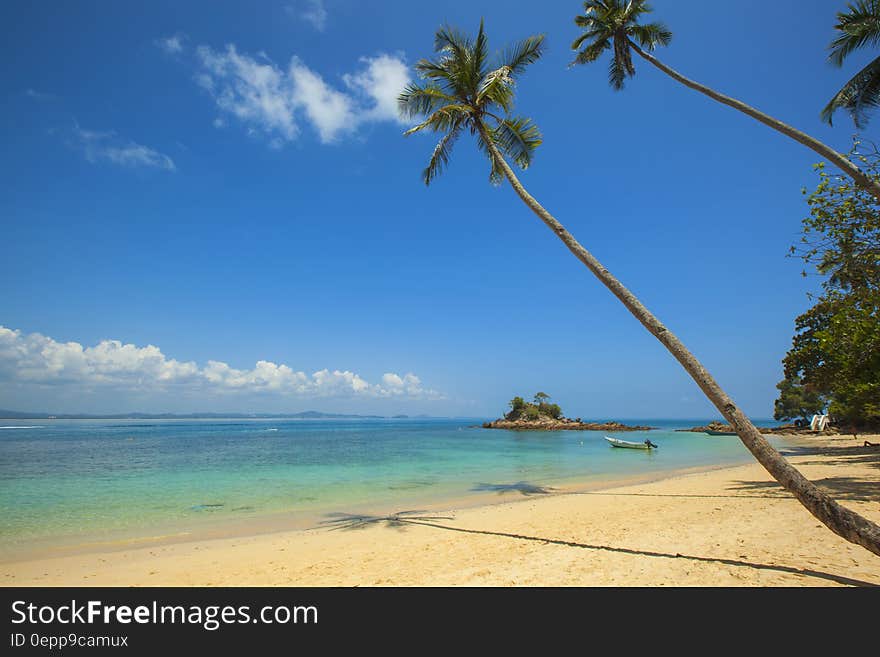 Green Coconut Palm Beside Seashore Under Blue Calm Sky during Daytime