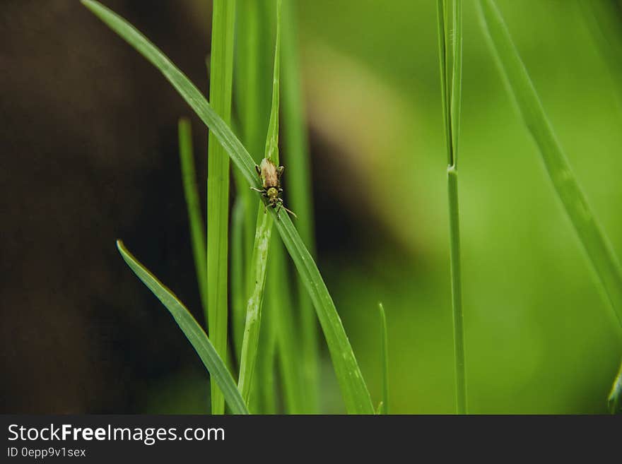 Close up of green blade of grass on sunny day. Close up of green blade of grass on sunny day.