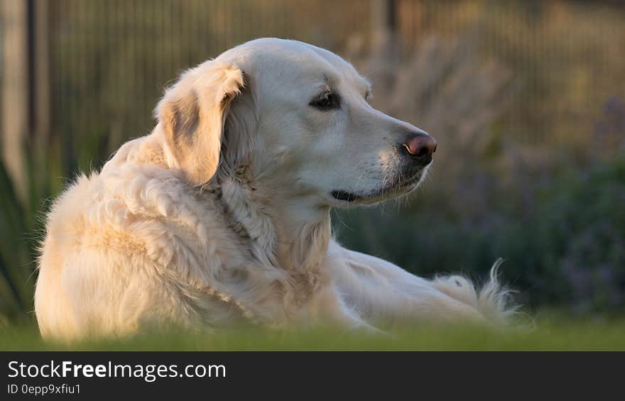 White Labrador Retriever