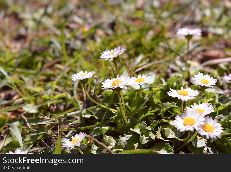 Yellow and White Petaled Flowers during Daytime