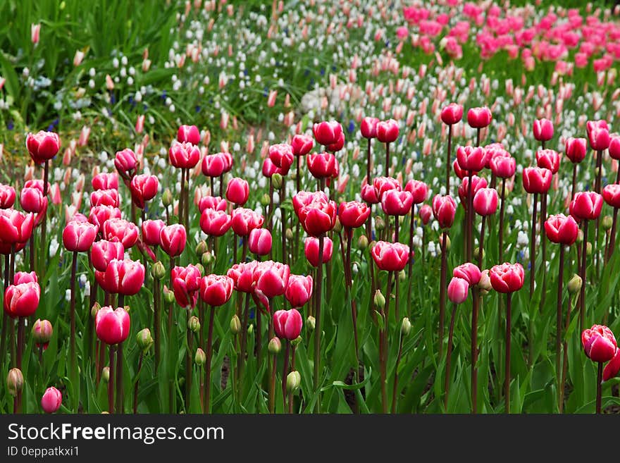 Field of colorful tulips on green stems on sunny day. Field of colorful tulips on green stems on sunny day.