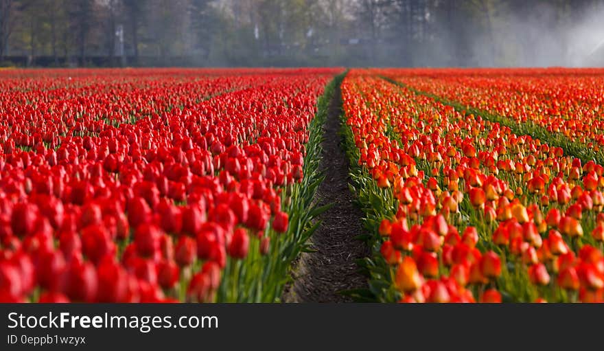 Red Rose Field